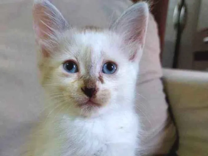 Gato ra a  idade 2 a 6 meses nome jujuba