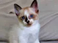 pimpinho