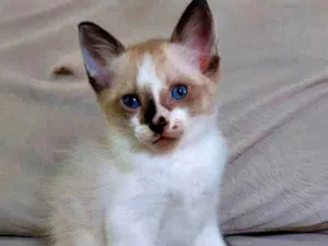 Gato raça  idade Abaixo de 2 meses nome pimpinho