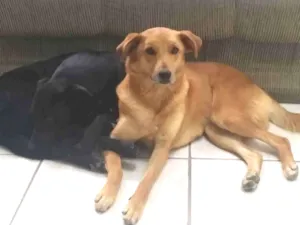 Cachorro raça Sem raça definida  idade 3 anos nome Bonnie e Shadow 