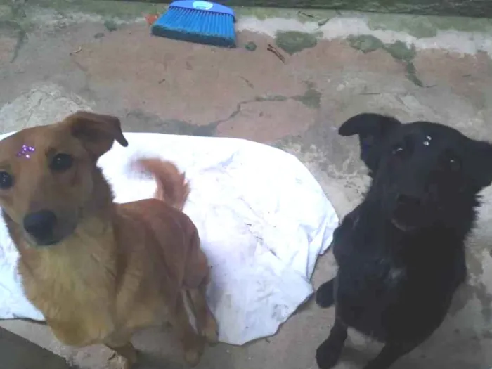 Cachorro ra a Sem raça definida  idade 3 anos nome Bonnie e Shadow 