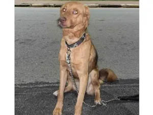 Cachorro raça Vira lata idade 1 ano nome Não sei