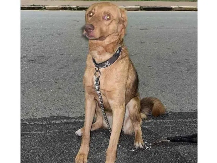 Cachorro ra a Vira lata idade 1 ano nome Não sei