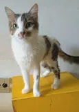 Amora