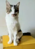 Amora