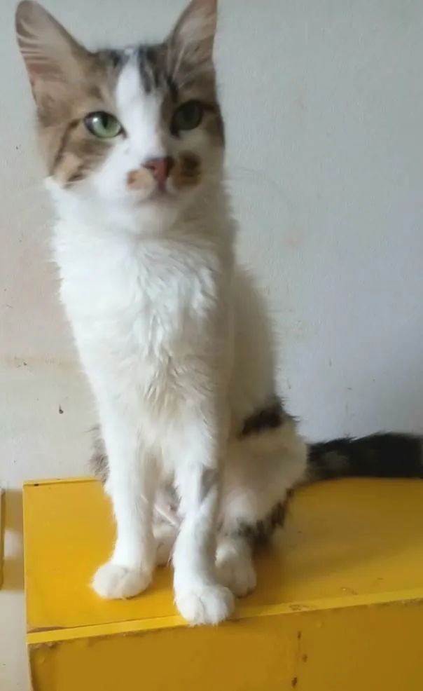 Gato ra a Srd idade 7 a 11 meses nome Amora