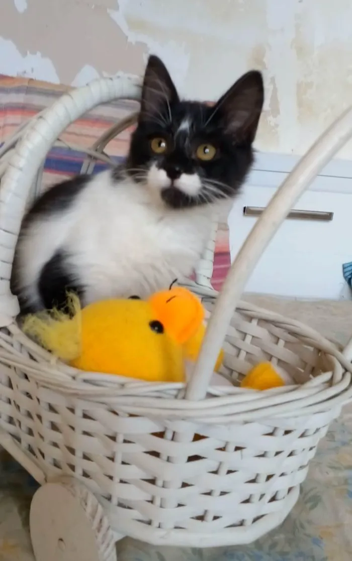 Gato ra a Srd idade 2 a 6 meses nome Barbara