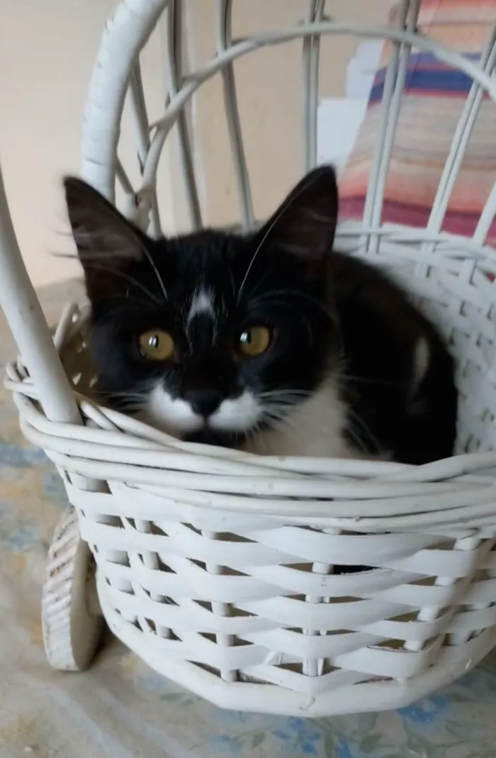 Gato ra a Srd idade 2 a 6 meses nome Barbara