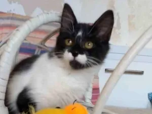 Gato raça Srd idade 2 a 6 meses nome Barbara