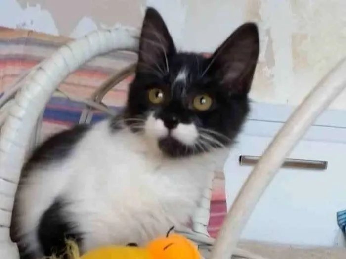 Gato ra a Srd idade 2 a 6 meses nome Barbara