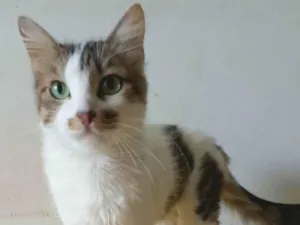 Gato raça Srd idade 7 a 11 meses nome Amora