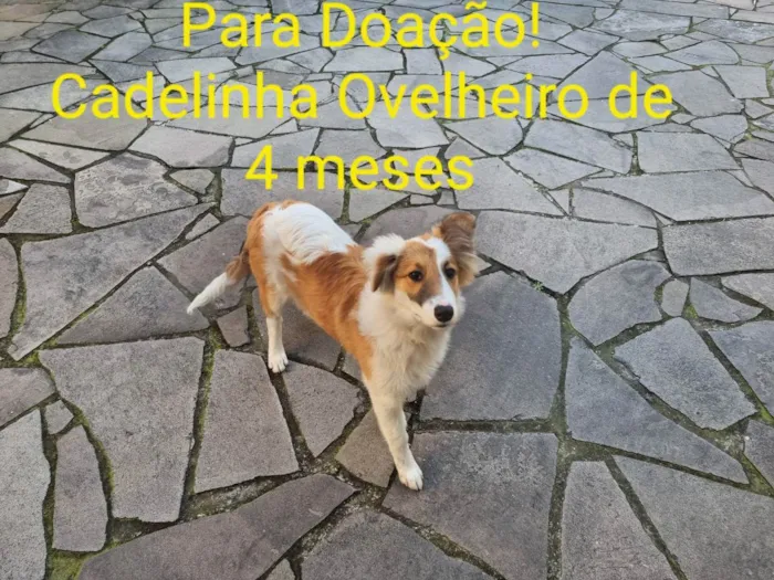 Cachorro ra a Ovelheiro idade 2 a 6 meses nome Bela