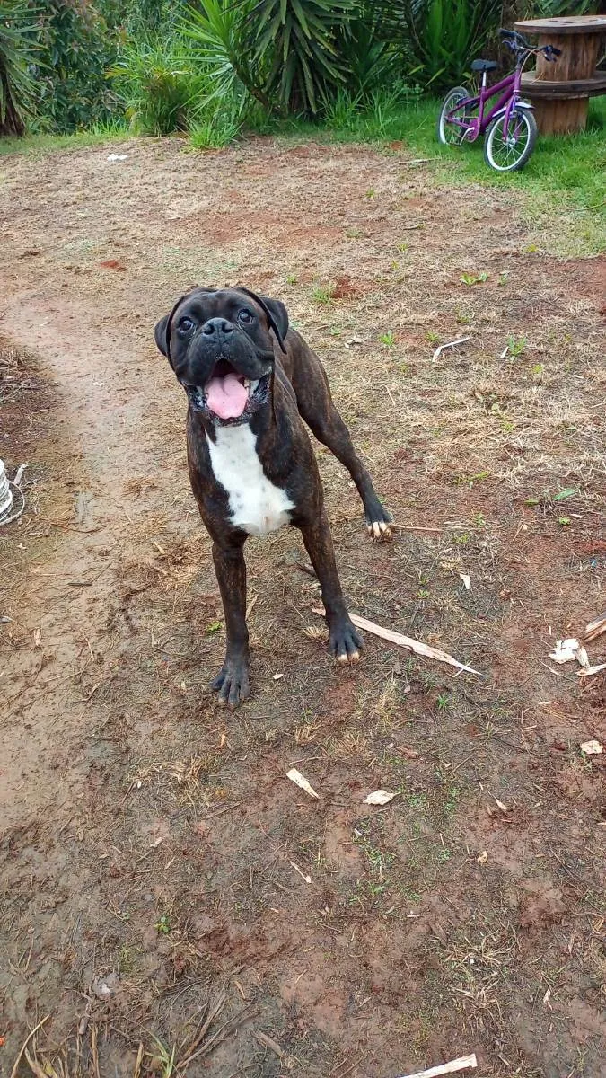 Cachorro ra a Bulldog  idade 3 anos nome Spak 