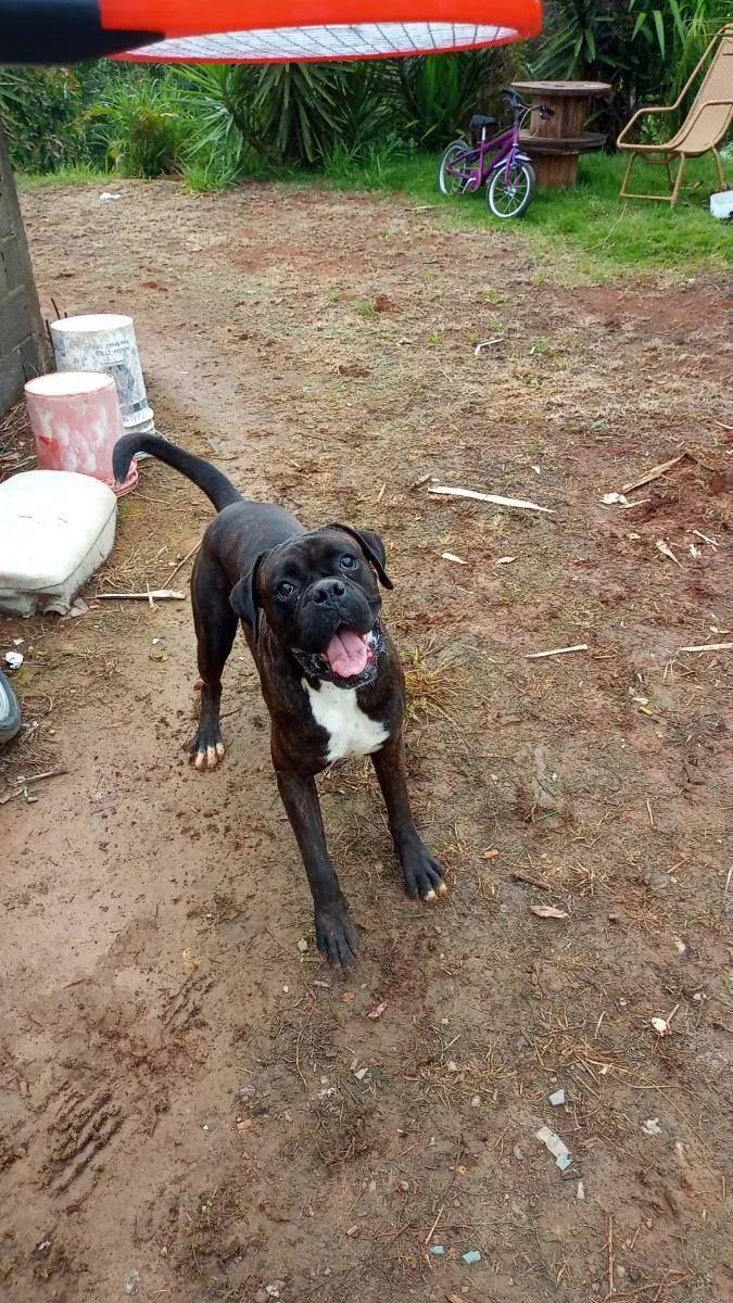 Cachorro ra a Bulldog  idade 3 anos nome Spak 