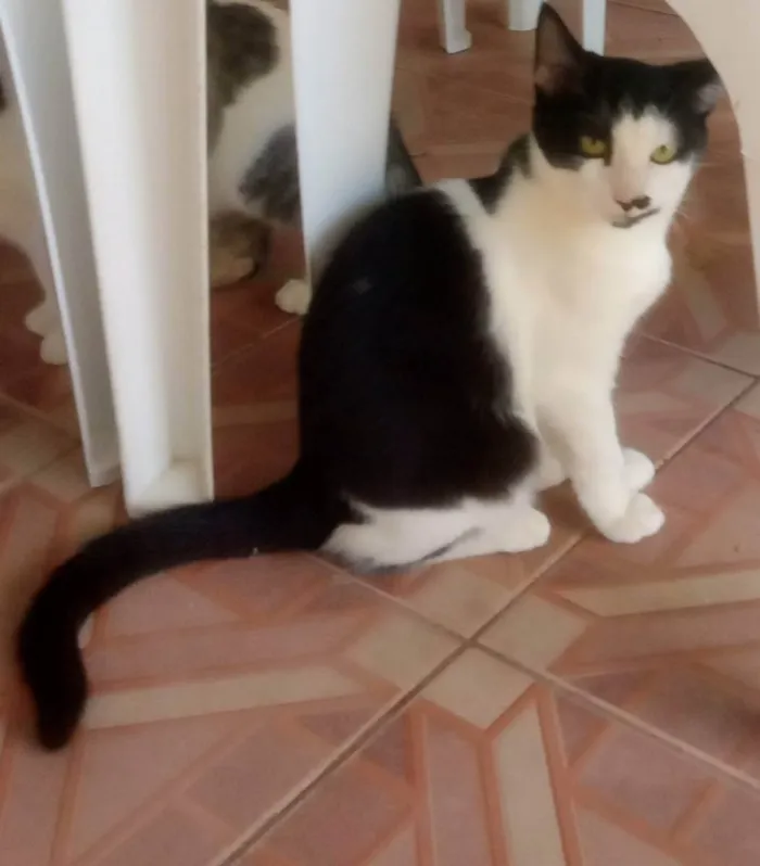 Gato ra a SRD idade 2 a 6 meses nome Zé Bonitinho