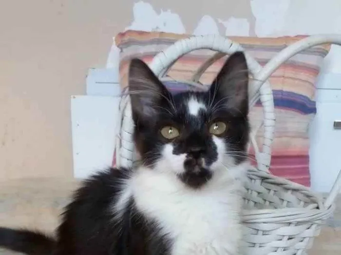 Gato ra a Srd idade 2 a 6 meses nome Batman
