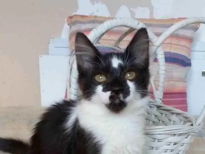 Gato ra a Srd idade 2 a 6 meses nome Batman