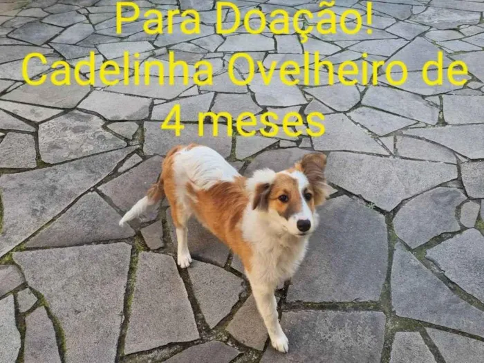 Cachorro ra a Ovelheiro idade 2 a 6 meses nome Bela