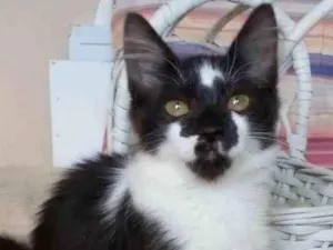 Gato raça Srd idade 2 a 6 meses nome Batman
