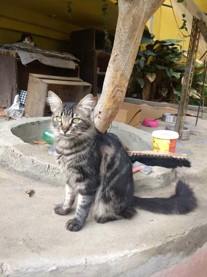 Gato ra a Srd  idade 2 anos nome João 