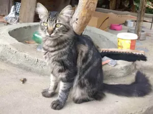 Gato raça Srd  idade 2 anos nome João 