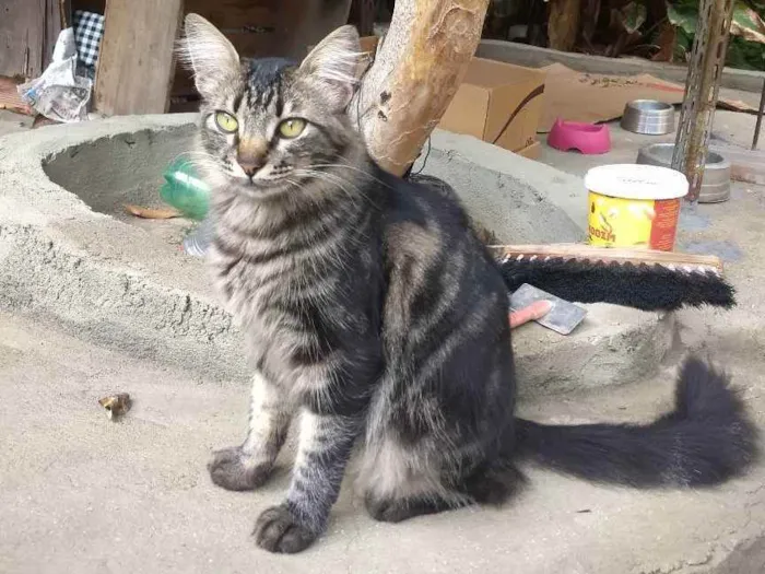 Gato ra a Srd  idade 2 anos nome João 