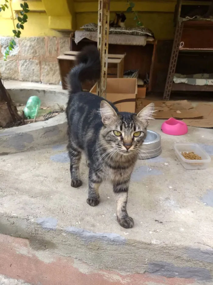Gato ra a Srd  idade 2 anos nome João 