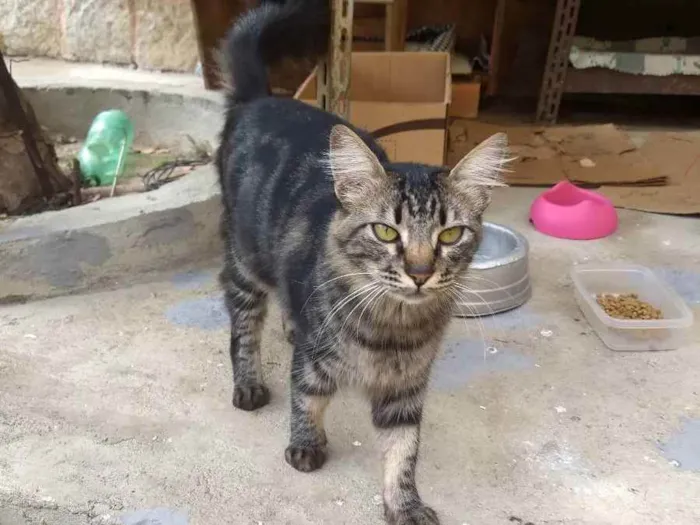 Gato ra a Srd  idade 2 anos nome João 