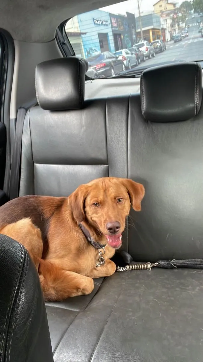 Cachorro ra a Vira lata idade 1 ano nome Não sei