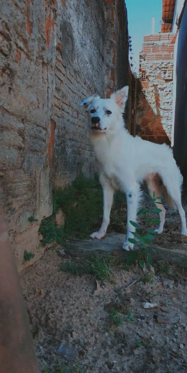 Cachorro ra a SRD idade 4 anos nome Marley