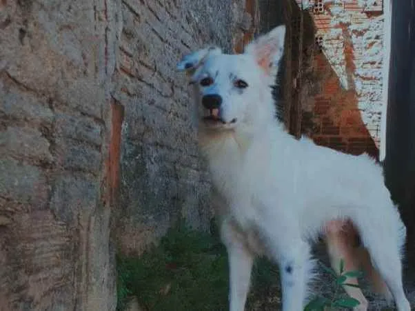 Cachorro ra a SRD idade 4 anos nome Marley