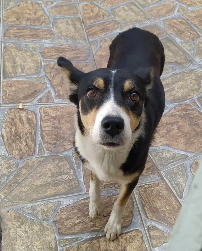 Cachorro ra a Sem raça definida  idade 1 ano nome Mel