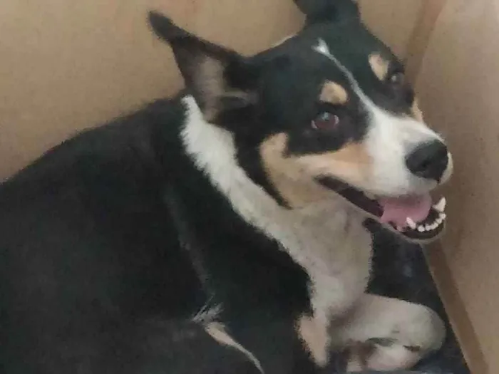 Cachorro ra a Sem raça definida  idade 1 ano nome Mel