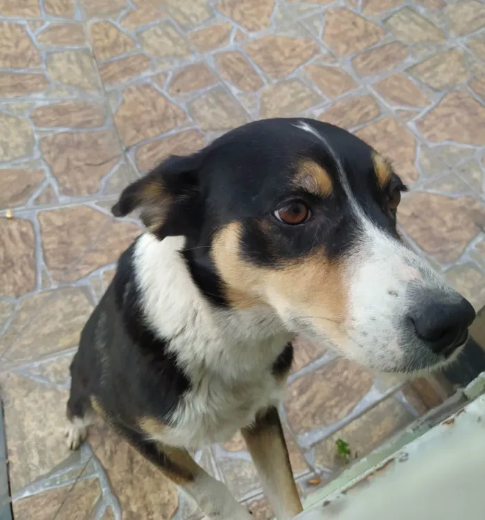 Cachorro ra a Sem raça definida  idade 1 ano nome Mel