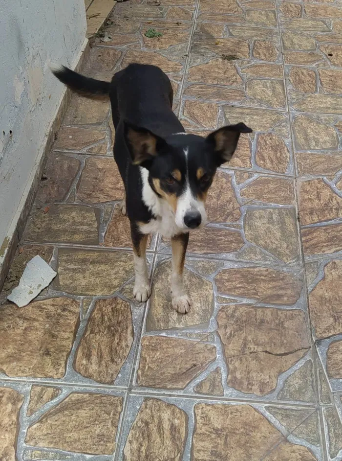 Cachorro ra a Sem raça definida  idade 1 ano nome Mel