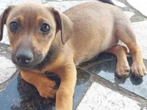 Cachorro raça Sem raça identificada  idade Abaixo de 2 meses nome Emmy