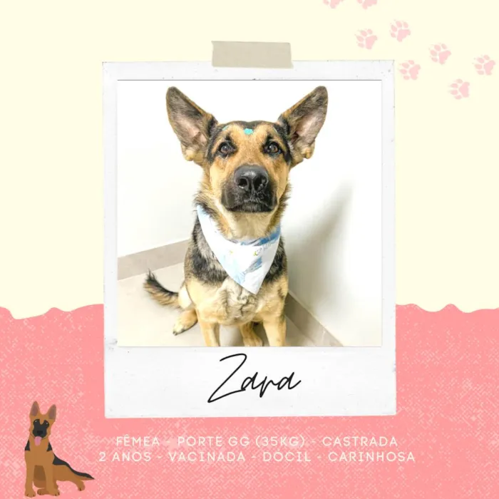 Cachorro raça Pastor Alemão idade 2 anos nome Zara