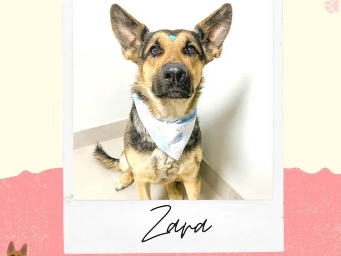 Cachorro raça Pastor Alemão idade 2 anos nome Zara