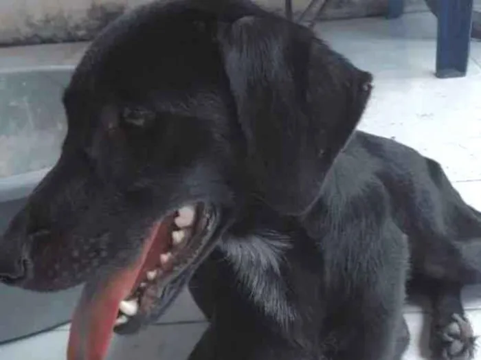 Cachorro ra a SRD idade 3 anos nome Rubi