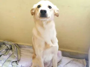 Cachorro raça SRD idade 1 ano nome Ice