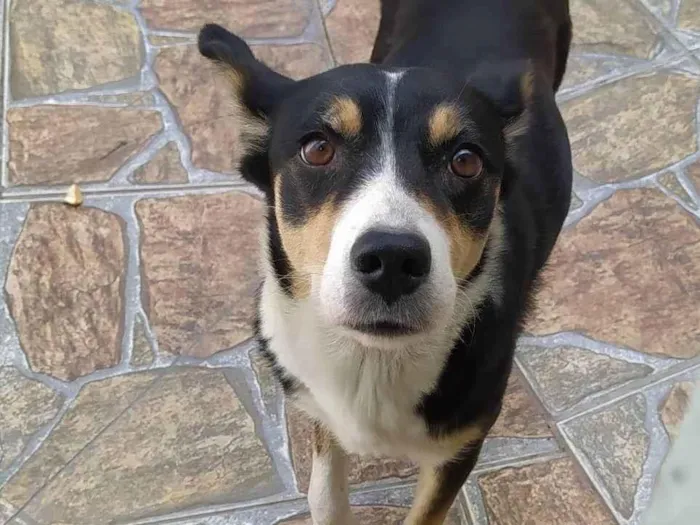 Cachorro ra a Sem raça definida  idade 1 ano nome Mel