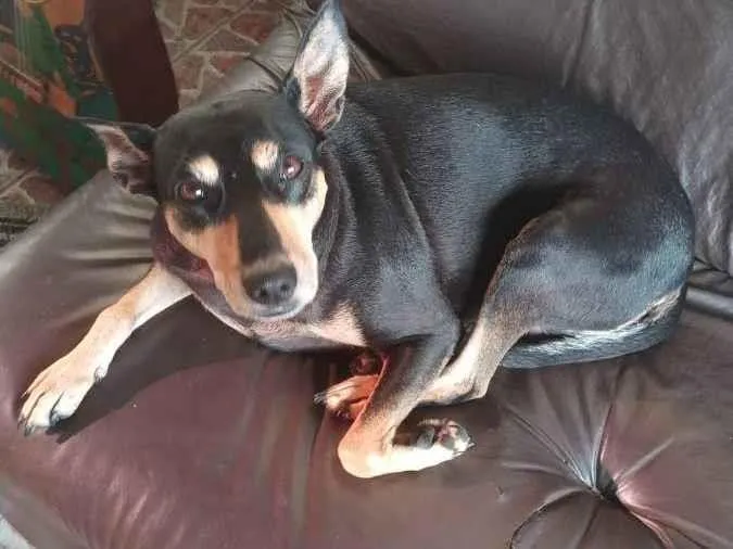 Cachorro ra a Vira lata idade 6 ou mais anos nome Jully