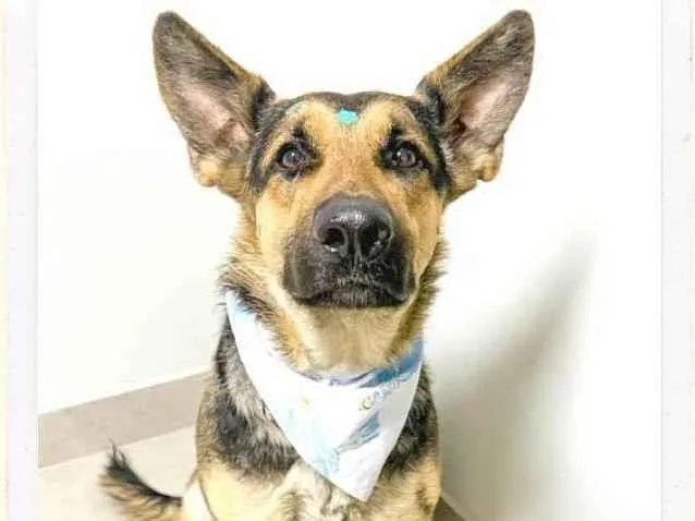 Cachorro raça Pastor Alemão idade 2 anos nome Zara