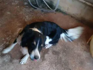 Cachorro raça Border Collie idade 4 anos nome Playboy