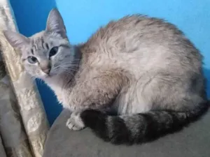 Gato raça SRD idade 1 ano nome Yumi