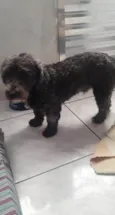Cachorro raça Srd idade 1 ano nome Mufasa
