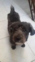 Cachorro raça Srd idade 1 ano nome Mufasa