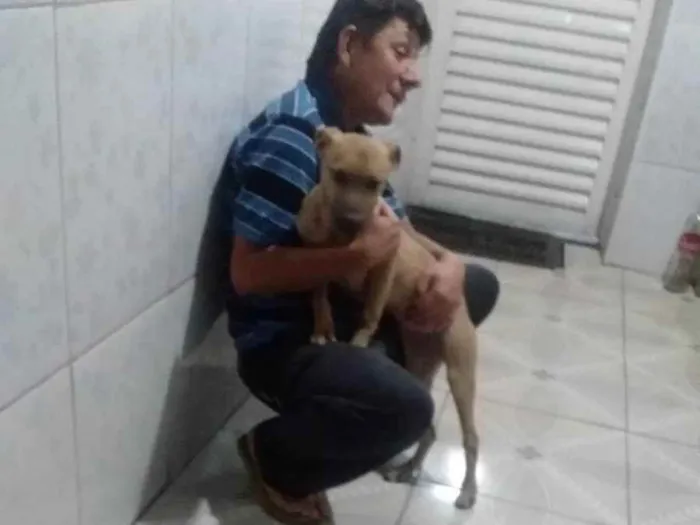 Cachorro ra a dog idade 5 anos nome ester 