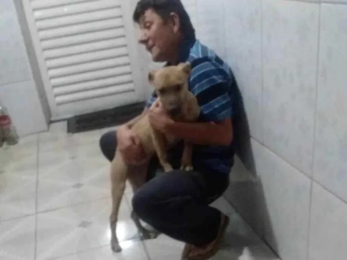 Cachorro ra a dog idade 1 ano nome ester