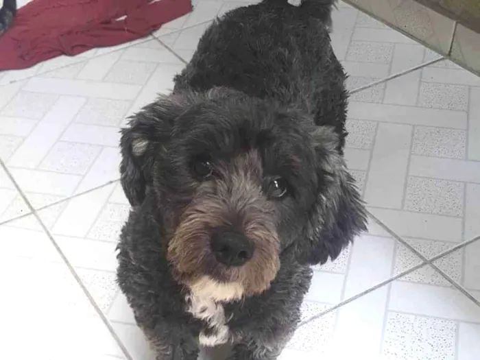 Cachorro raça Srd idade 1 ano nome Mufasa